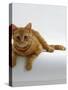 Domestic Cat, British Shorthair Red Tabby Female-Jane Burton-Stretched Canvas