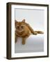 Domestic Cat, British Shorthair Red Tabby Female-Jane Burton-Framed Photographic Print