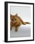 Domestic Cat, British Shorthair Red Tabby Female-Jane Burton-Framed Photographic Print