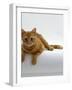 Domestic Cat, British Shorthair Red Tabby Female-Jane Burton-Framed Photographic Print