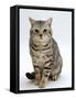 Domestic Cat, British Shorthair Silver Spotted Tabby Male-Jane Burton-Framed Stretched Canvas