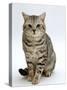 Domestic Cat, British Shorthair Silver Spotted Tabby Male-Jane Burton-Stretched Canvas