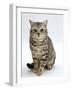 Domestic Cat, British Shorthair Silver Spotted Tabby Male-Jane Burton-Framed Photographic Print