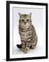 Domestic Cat, British Shorthair Silver Spotted Tabby Male-Jane Burton-Framed Photographic Print