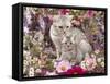 Domestic Cat, British Shorthaired Silver Spotted Tabby with Her 8-Week Kitten Among Flowers-Jane Burton-Framed Stretched Canvas