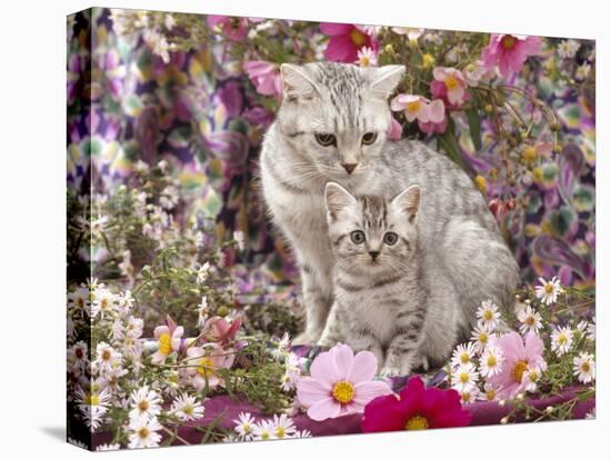 Domestic Cat, British Shorthaired Silver Spotted Tabby with Her 8-Week Kitten Among Flowers-Jane Burton-Stretched Canvas