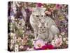 Domestic Cat, British Shorthaired Silver Spotted Tabby with Her 8-Week Kitten Among Flowers-Jane Burton-Stretched Canvas