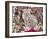 Domestic Cat, British Shorthaired Silver Spotted Tabby with Her 8-Week Kitten Among Flowers-Jane Burton-Framed Photographic Print