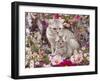 Domestic Cat, British Shorthaired Silver Spotted Tabby with Her 8-Week Kitten Among Flowers-Jane Burton-Framed Photographic Print