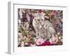 Domestic Cat, British Shorthaired Silver Spotted Tabby with Her 8-Week Kitten Among Flowers-Jane Burton-Framed Photographic Print