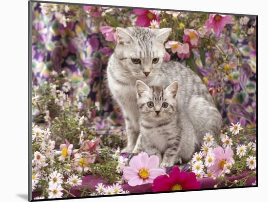Domestic Cat, British Shorthaired Silver Spotted Tabby with Her 8-Week Kitten Among Flowers-Jane Burton-Mounted Photographic Print