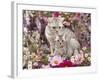 Domestic Cat, British Shorthaired Silver Spotted Tabby with Her 8-Week Kitten Among Flowers-Jane Burton-Framed Photographic Print