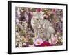 Domestic Cat, British Shorthaired Silver Spotted Tabby with Her 8-Week Kitten Among Flowers-Jane Burton-Framed Photographic Print