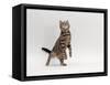 Domestic Cat, Brown Spotted Tabby Reaching Up-Jane Burton-Framed Stretched Canvas