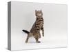 Domestic Cat, Brown Spotted Tabby Reaching Up-Jane Burton-Stretched Canvas