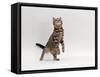 Domestic Cat, Brown Spotted Tabby Reaching Up-Jane Burton-Framed Stretched Canvas