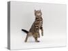 Domestic Cat, Brown Spotted Tabby Reaching Up-Jane Burton-Stretched Canvas