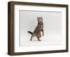 Domestic Cat, Brown Spotted Tabby Reaching Up-Jane Burton-Framed Premium Photographic Print