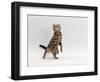 Domestic Cat, Brown Spotted Tabby Reaching Up-Jane Burton-Framed Premium Photographic Print