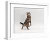 Domestic Cat, Brown Spotted Tabby Reaching Up-Jane Burton-Framed Premium Photographic Print