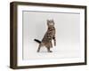 Domestic Cat, Brown Spotted Tabby Reaching Up-Jane Burton-Framed Photographic Print
