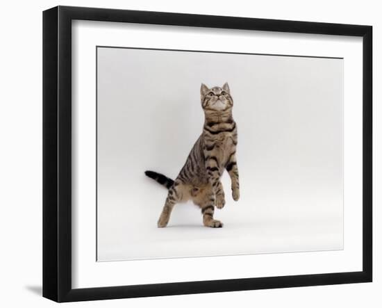 Domestic Cat, Brown Spotted Tabby Reaching Up-Jane Burton-Framed Photographic Print