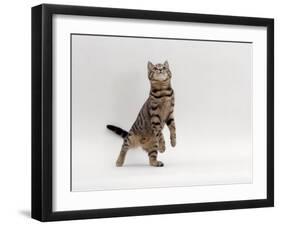 Domestic Cat, Brown Spotted Tabby Reaching Up-Jane Burton-Framed Photographic Print