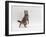 Domestic Cat, Brown Spotted Tabby Reaching Up-Jane Burton-Framed Photographic Print