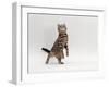 Domestic Cat, Brown Spotted Tabby Reaching Up-Jane Burton-Framed Photographic Print