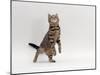 Domestic Cat, Brown Spotted Tabby Reaching Up-Jane Burton-Mounted Photographic Print