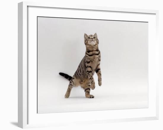 Domestic Cat, Brown Spotted Tabby Reaching Up-Jane Burton-Framed Photographic Print