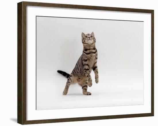 Domestic Cat, Brown Spotted Tabby Reaching Up-Jane Burton-Framed Photographic Print