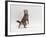 Domestic Cat, Brown Spotted Tabby Reaching Up-Jane Burton-Framed Photographic Print