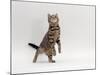Domestic Cat, Brown Spotted Tabby Reaching Up-Jane Burton-Mounted Photographic Print