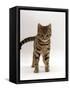 Domestic Cat, Brown Tabby Cat, Lashing Tail While Watching Something-Jane Burton-Framed Stretched Canvas