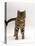 Domestic Cat, Brown Tabby Cat, Lashing Tail While Watching Something-Jane Burton-Stretched Canvas