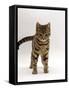 Domestic Cat, Brown Tabby Cat, Lashing Tail While Watching Something-Jane Burton-Framed Stretched Canvas