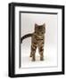 Domestic Cat, Brown Tabby Cat, Lashing Tail While Watching Something-Jane Burton-Framed Premium Photographic Print