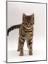 Domestic Cat, Brown Tabby Cat, Lashing Tail While Watching Something-Jane Burton-Mounted Premium Photographic Print