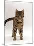 Domestic Cat, Brown Tabby Cat, Lashing Tail While Watching Something-Jane Burton-Mounted Photographic Print