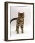 Domestic Cat, Brown Tabby Cat, Lashing Tail While Watching Something-Jane Burton-Framed Photographic Print