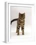 Domestic Cat, Brown Tabby Cat, Lashing Tail While Watching Something-Jane Burton-Framed Photographic Print