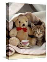 Domestic Cat, Brown Ticked Tabby Kitten, Under Blanket with Teddy Bear-Jane Burton-Stretched Canvas