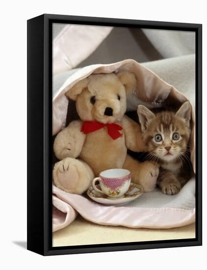 Domestic Cat, Brown Ticked Tabby Kitten, Under Blanket with Teddy Bear-Jane Burton-Framed Stretched Canvas