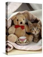 Domestic Cat, Brown Ticked Tabby Kitten, Under Blanket with Teddy Bear-Jane Burton-Stretched Canvas