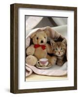 Domestic Cat, Brown Ticked Tabby Kitten, Under Blanket with Teddy Bear-Jane Burton-Framed Premium Photographic Print