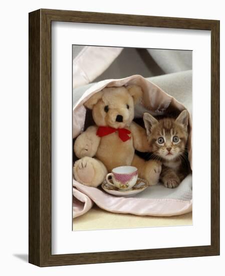 Domestic Cat, Brown Ticked Tabby Kitten, Under Blanket with Teddy Bear-Jane Burton-Framed Premium Photographic Print