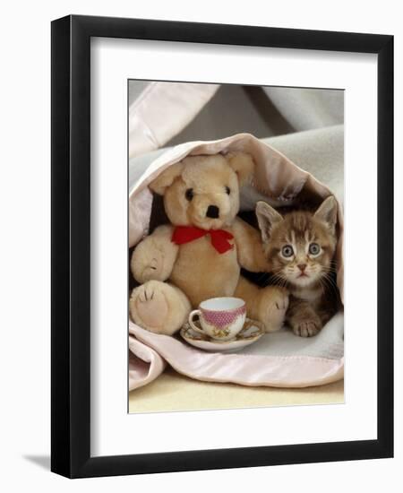 Domestic Cat, Brown Ticked Tabby Kitten, Under Blanket with Teddy Bear-Jane Burton-Framed Premium Photographic Print