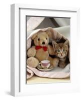 Domestic Cat, Brown Ticked Tabby Kitten, Under Blanket with Teddy Bear-Jane Burton-Framed Premium Photographic Print