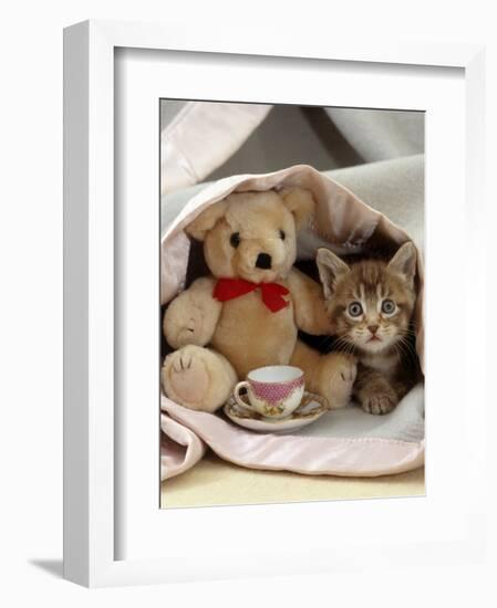 Domestic Cat, Brown Ticked Tabby Kitten, Under Blanket with Teddy Bear-Jane Burton-Framed Premium Photographic Print